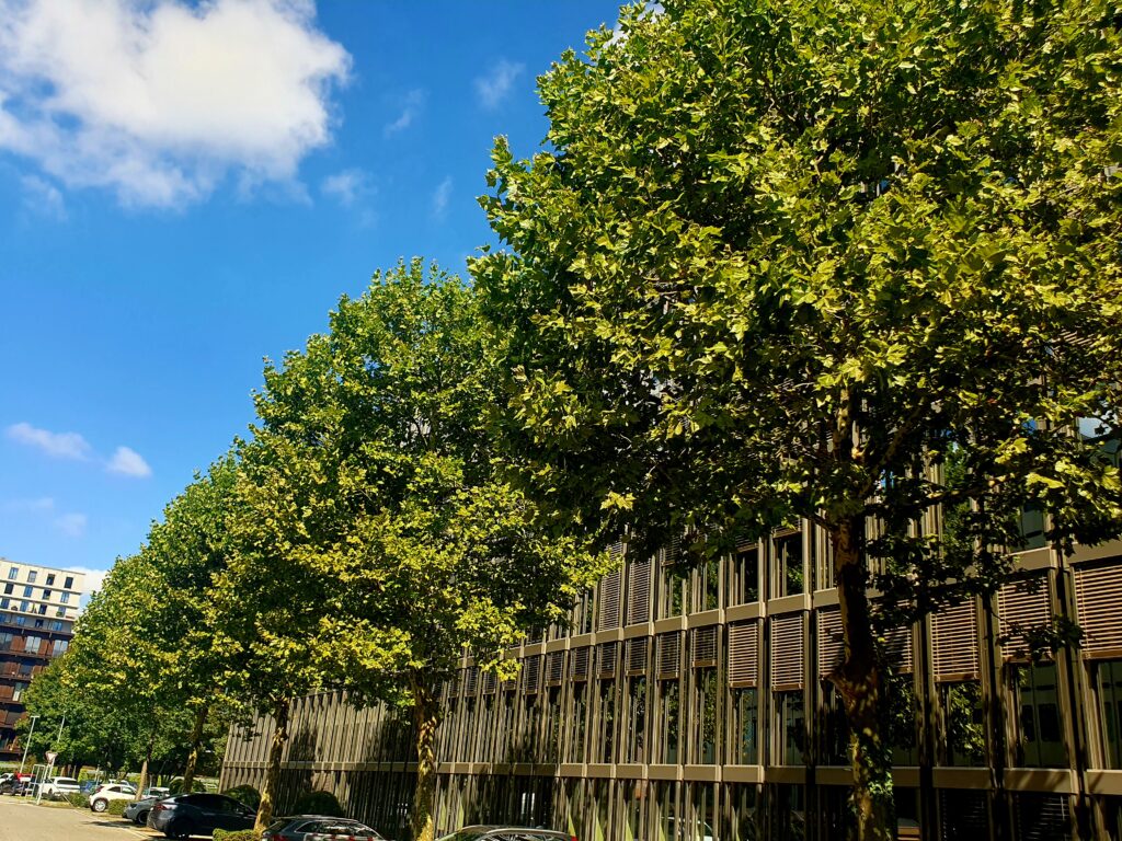 Professioneller Baumpflege von Platanen auf dem Siemens-Areal in Zürich Altstetten, durchgeführt von Atlas Baumpflege - Ihr Baumpfleger in Zürich.