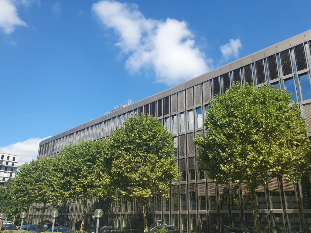 Professioneller Baumpflege von Platanen auf dem Siemens-Areal in Zürich Altstetten, durchgeführt von Atlas Baumpflege - Ihr Baumpfleger in Zürich.