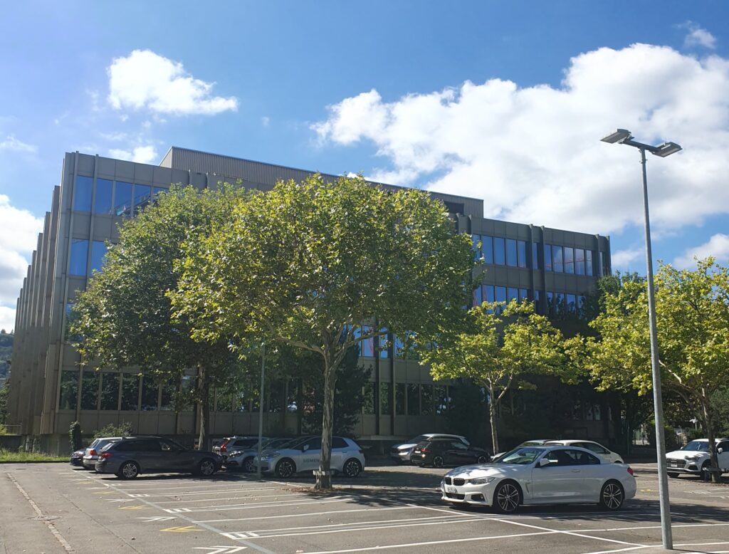 Kugelschnitt Platanen, Baumpflege in Zürich