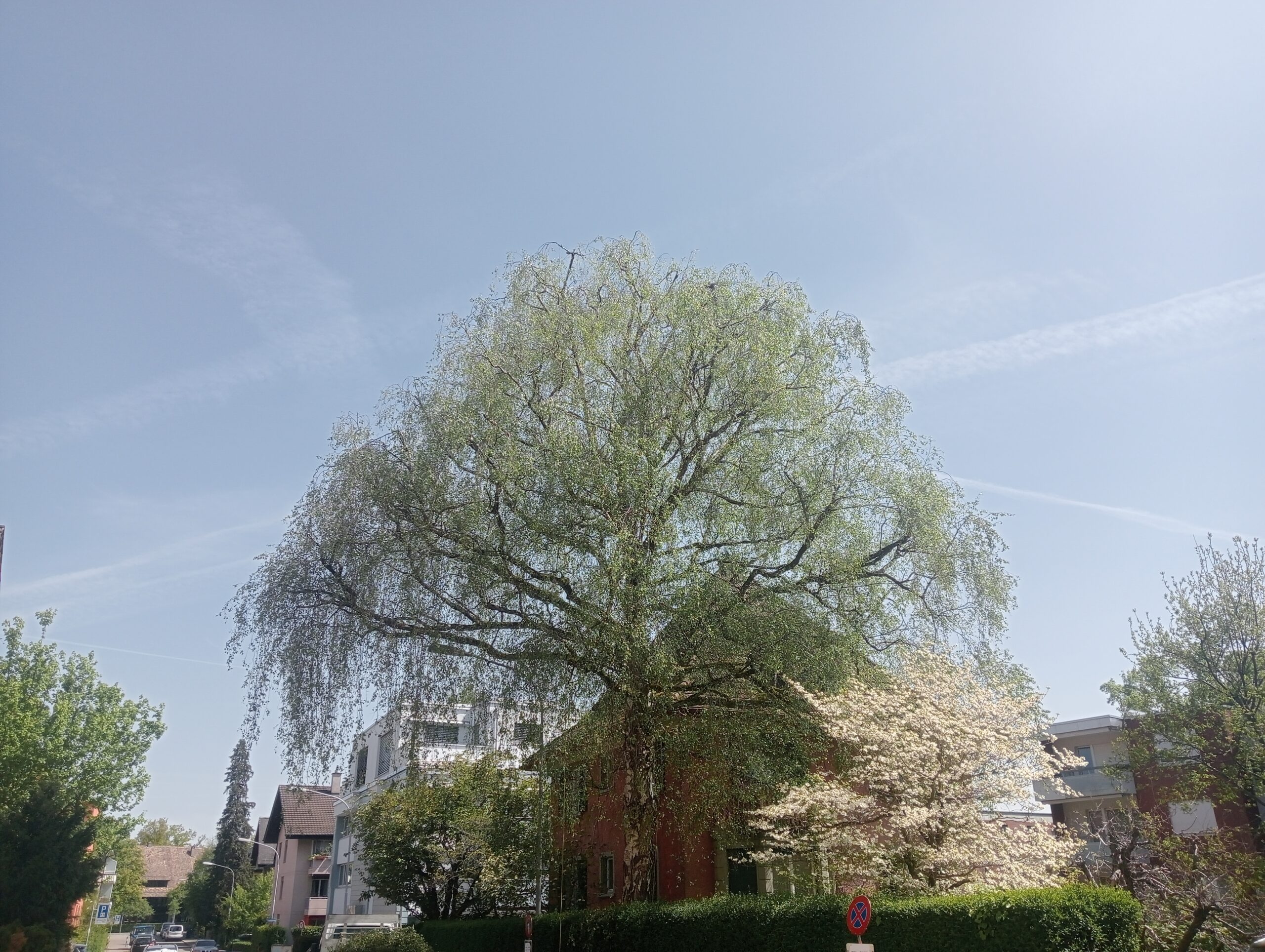 Fachgerechter Baumpflege von Birke in Zürich, durchgeführt von Atlas Baumpflege - Ihr Baumpfleger in Witikon und Zürich.